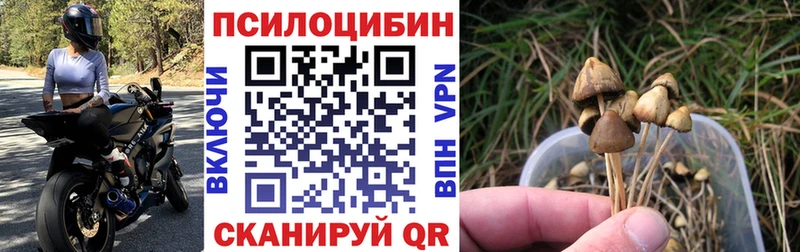 Псилоцибиновые грибы Psilocybine cubensis  Балаково 